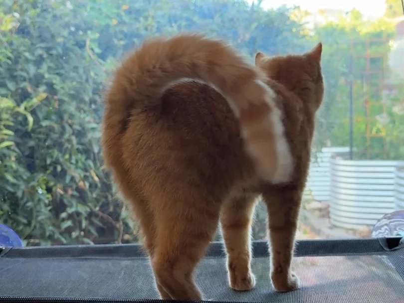 Blaze, a ginger cat, standing on her window-mounted hammock and looking out at the garden